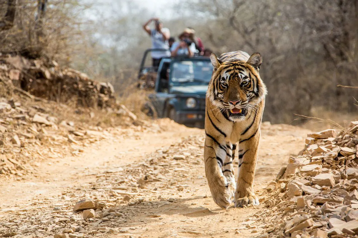 Best-time-to-visit-in-Ranthambore-img